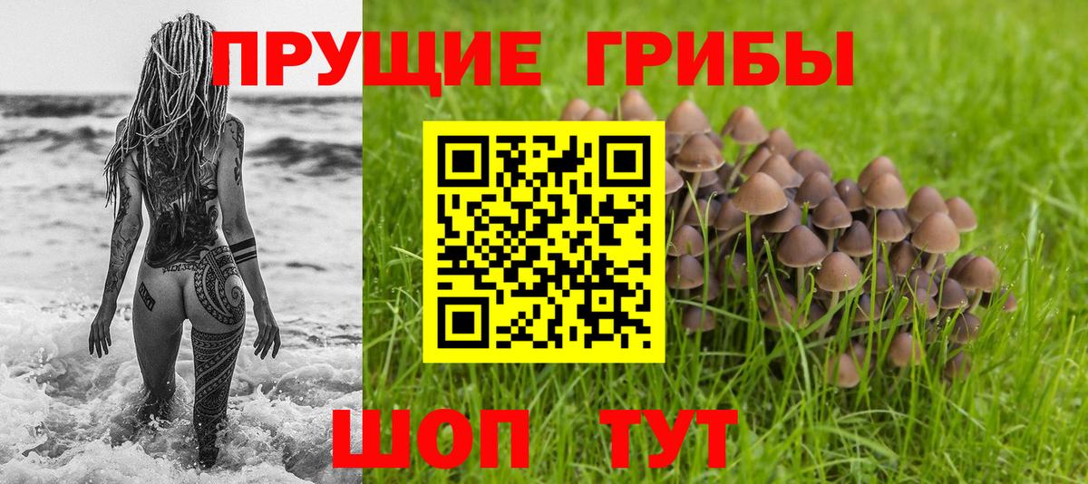 Галлюциногенные грибы Psilocybine cubensis Котлас